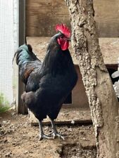Uova galline fertili usato  Treviso