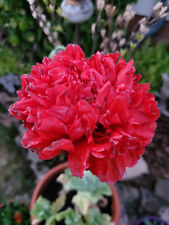 Papavero rosso scarlet usato  Spedire a Italy