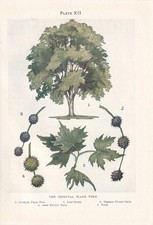 1910 oriental plane for sale  BIDEFORD