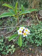 Talee plumeria sicilia usato  Palermo