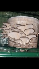 Organic elm oyster for sale  Buffalo
