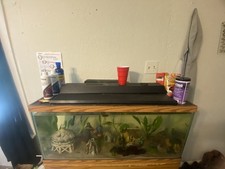 Johanni female cichlid for sale  Deland