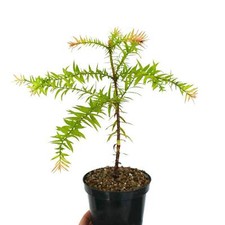 Araucaria bidwilii pino usato  Napoli