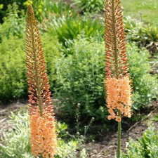 Easy grow eremurus for sale  Milwaukee