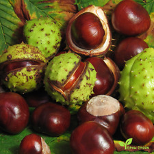 Horse chestnut seeds for sale  LONDON