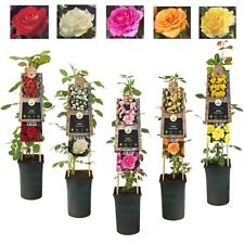 Climbing rose litre for sale  GLASGOW