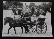 Shetland pony trap for sale  DOWNHAM MARKET
