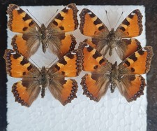 fuchs praparat gebraucht kaufen fuchs praparat gebraucht kaufen Wöllstadt