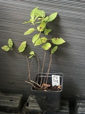 Peegee hydrangea for sale  Martin