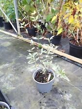 Eucryphia lucida gilt for sale  SUDBURY