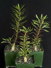 Fouquieria purpusii seedlings for sale  Goleta