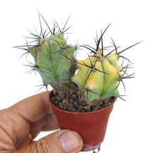 Echinocactus grandis cactus usato  Napoli