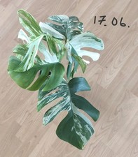 Monstera borsigiana albo gebraucht kaufen  Ludwigshafen am Rhein