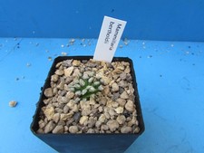 Mammillaria bertoldii 2.4cm for sale  HALESOWEN