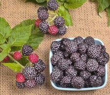 Black raspberry plants for sale  Staten Island