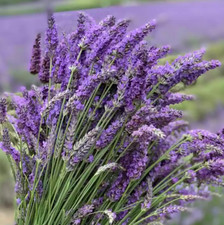 Live lavender provence for sale  Gastonia