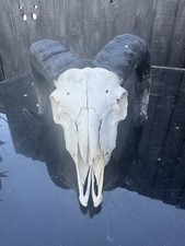 Real ram skull for sale  LEICESTER