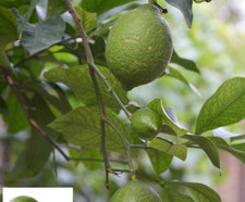 25pc lemon lime for sale  Goldsboro