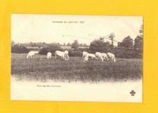Foalines chateauroux cattle d'occasion  Expédié en Belgium