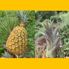 pineapple plant for sale pineapple plant for sale USA