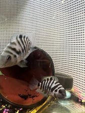 Convict cichlid proven for sale  Cohoes