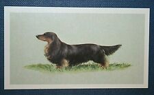 MINIATURA DACHSHUND de cabelos longos cartão retrato de cachorro vintage década de 1970 CE08, usado comprar usado  Enviando para Brazil