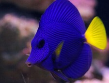 Purple tang 2.5 for sale  Miami