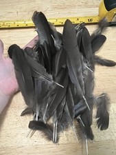 crow feathers for sale crow feathers for sale Lawrence