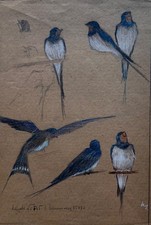 Aquarell studien schwalben gebraucht kaufen Aquarell studien schwalben gebraucht kaufen  Graal-Müritz, Seeheilbad