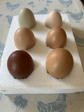 Mixed pure breed for sale  BRIDGNORTH