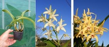 Dendrobium speciosum brimbank usato  Spedire a Italy