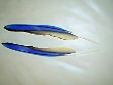 Pair macaw parrot for sale  BACUP