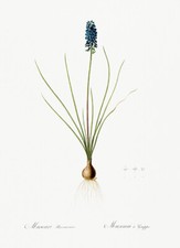 Grape hyacinth 1805 for sale  USA