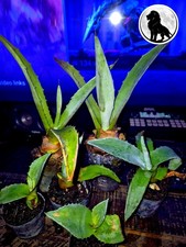 Sacred agave cactus for sale  Deland
