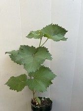 plant grape pot for sale plant grape pot for sale La Puente