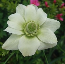 20x anemone bride for sale  CRAWLEY