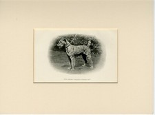 Irish terrier original for sale  COLEFORD