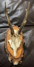 Roe deer antlers for sale  Simpsonville