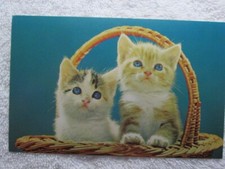 blue eyed kittens for sale blue eyed kittens for sale Dearborn