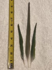 parrot feathers for sale  Scottsdale