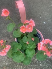 Rooted light pink for sale  Woodhaven