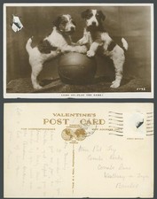 Dogs puppies ball for sale  UK