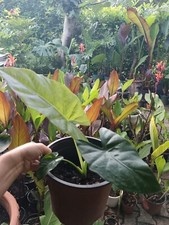 Pianta alocasia macrorrhiza usato  Sora