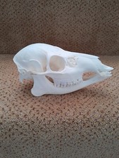 Taxidermy skeletons bones for sale  SAXMUNDHAM