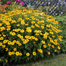 Heliopsis golden sun for sale  Brooklyn