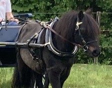 shetland cart for sale  MARCH