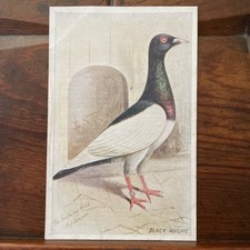 Birds feathered magpie for sale  BUCKINGHAM