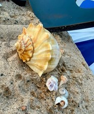 Vintage whelk conch for sale  Vicksburg