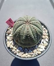 Kaktus euphorbia besa gebraucht kaufen  Schkopau
