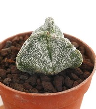 Astrophytum myriostigma var usato  Napoli